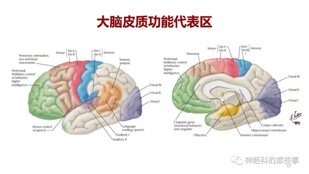 大腦結(jié)構(gòu)圖及功能圖,大腦結(jié)構(gòu)圖  第1張